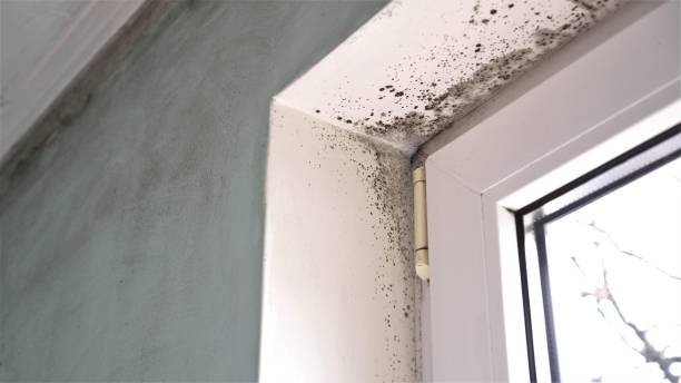 Best Mold Damage Repair  in Frankfort, MI