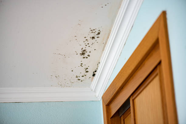 Best Toxic Mold Removal  in Frankfort, MI