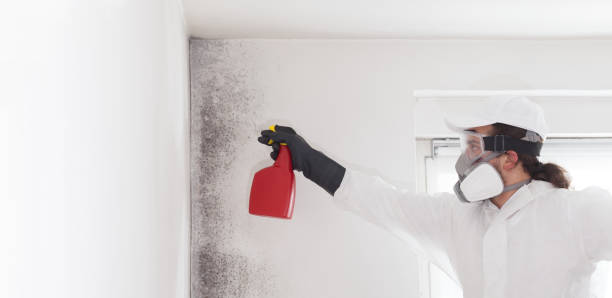 Attic Mold Removal in Frankfort, MI