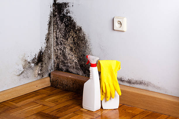 Best Attic Mold Removal  in Frankfort, MI