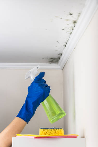 Best Mold Testing  in Frankfort, MI